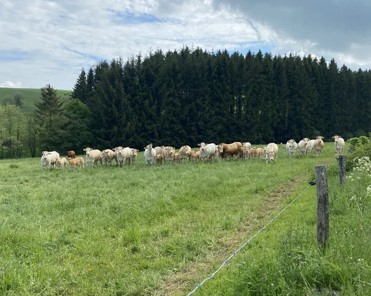 Parc naturel Hautes Fagnes-Eifel — image 3 of 4