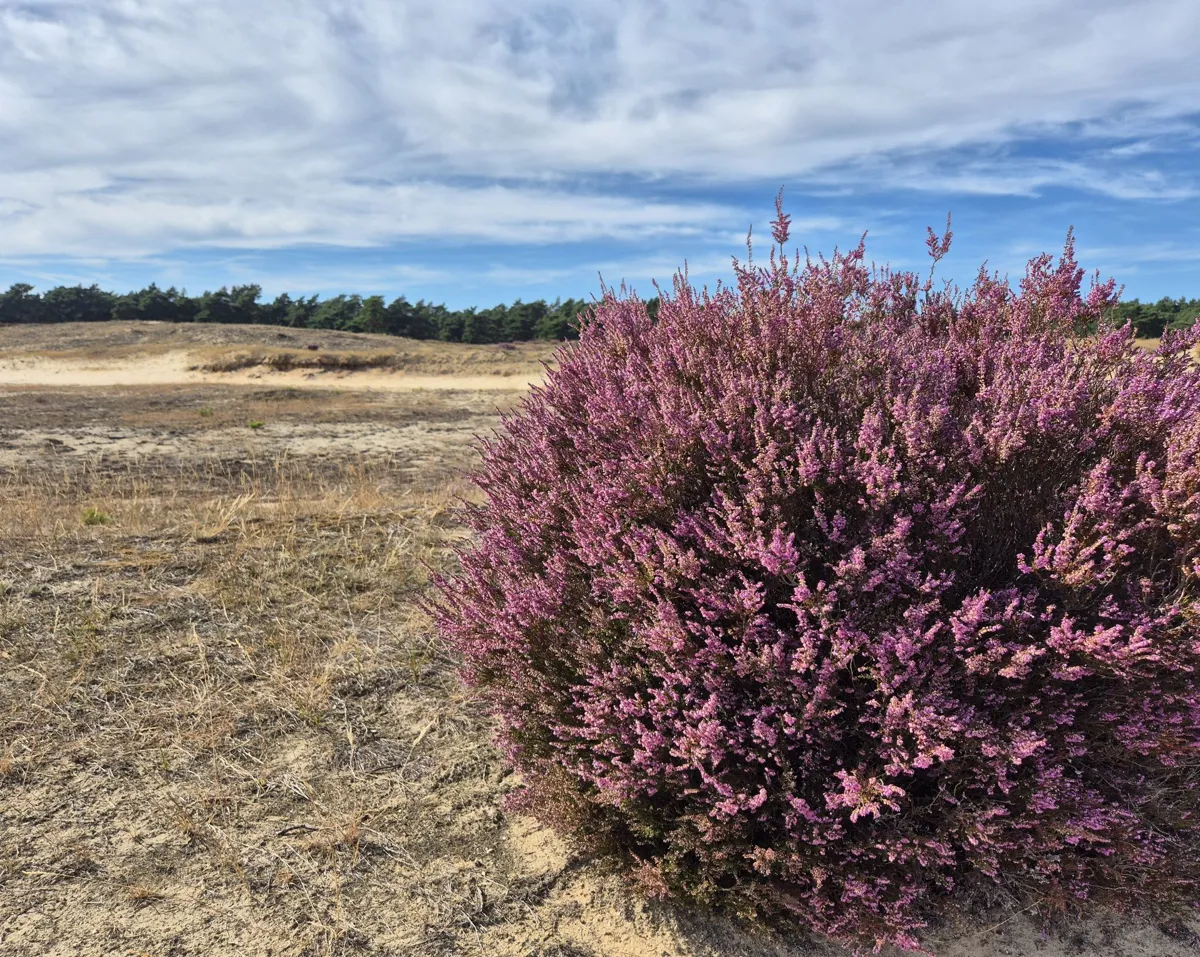 De Hoge Veluwe National Park — image 3 of 10
