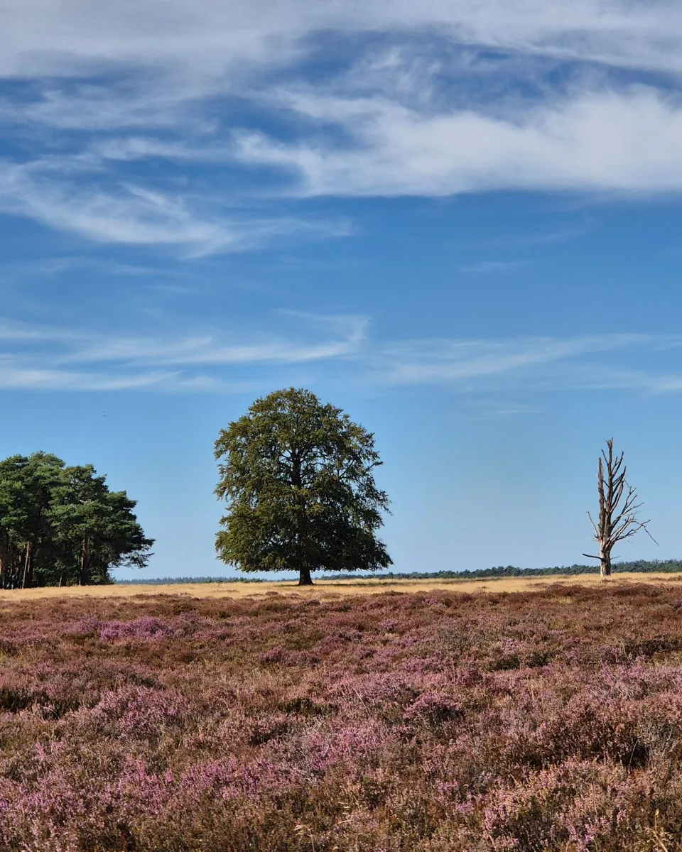 De Hoge Veluwe National Park — image 2 of 10