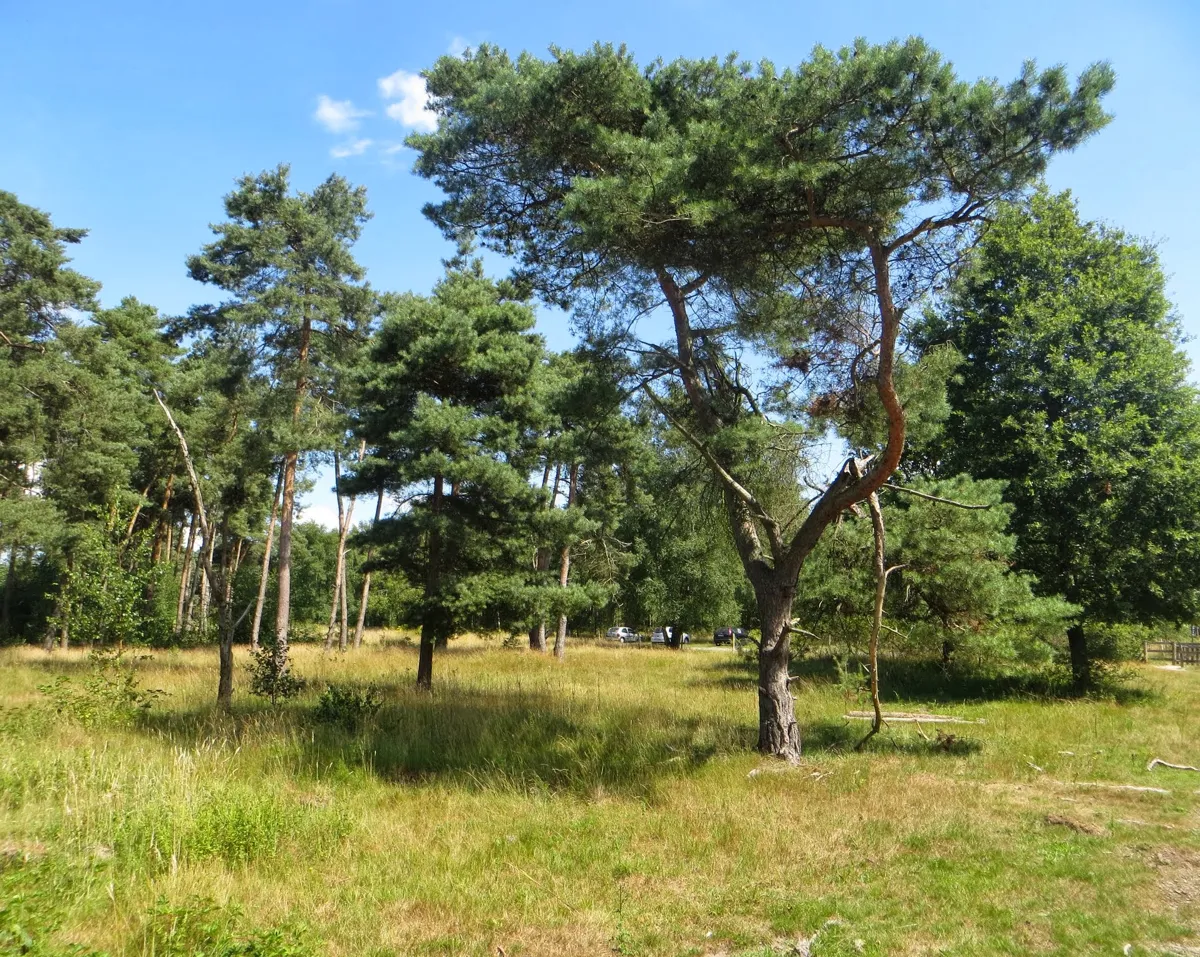 Heidebos — image 1 of 2