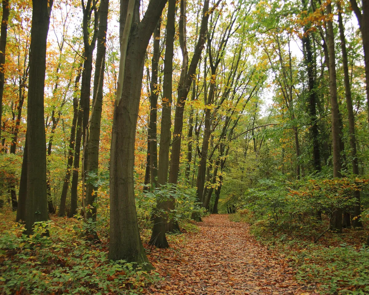 Kravaalbos
